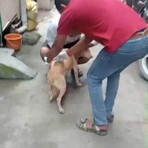 Rabies vaccination-644