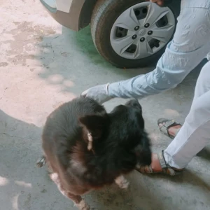 Rabies vaccination-508