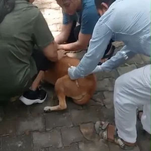 Rabies vaccination-624