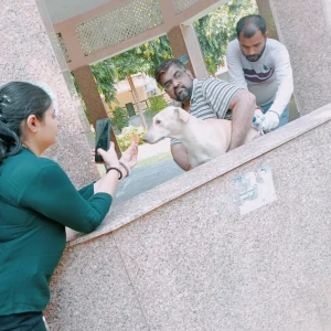 Rabies vaccination-530