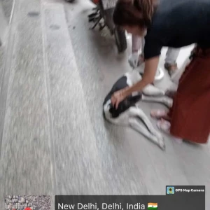 Rabies vaccination-414