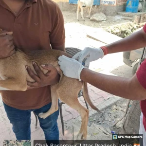 Rabies vaccination-389