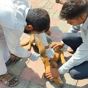 Rabies vaccination-612