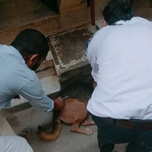 Rabies vaccination-470