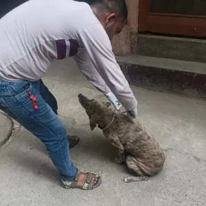 Rabies vaccination-358