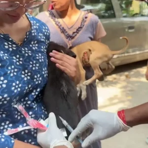 Rabies vaccination-562