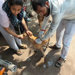 Rabies vaccination-606