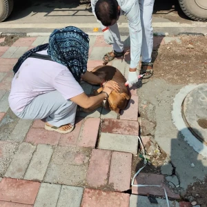 Rabies vaccination-602