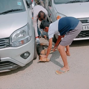 Rabies vaccination-529