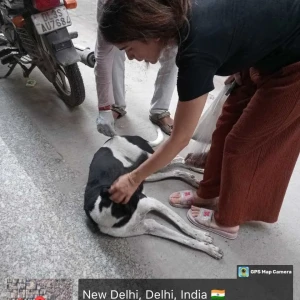 Rabies vaccination-410