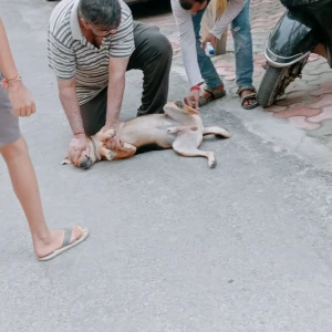 Rabies vaccination-537