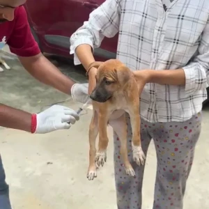 Rabies vaccination-560