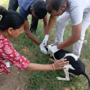 Rabies vaccination-363