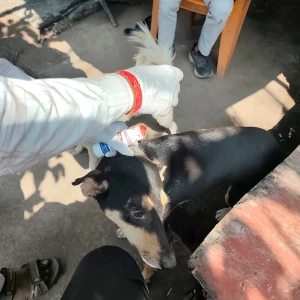 Rabies vaccination-599