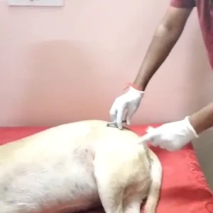 Rabies vaccination-661