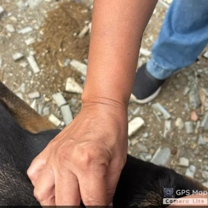 Rabies vaccination-425