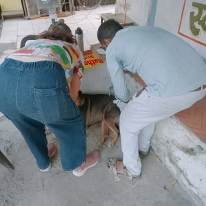 Rabies vaccination-480