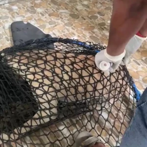 Rabies vaccination-558