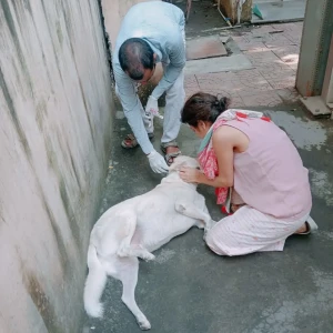 Rabies vaccination-523