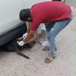 Rabies vaccination-635