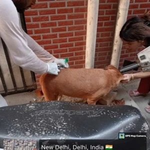 Rabies vaccination-415