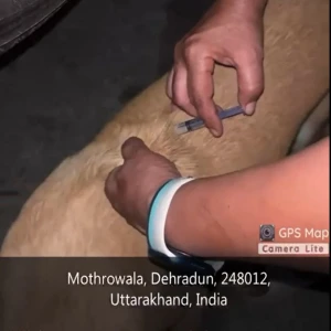 Rabies vaccination-429