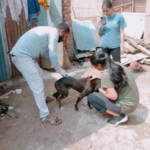 Rabies vaccination-505