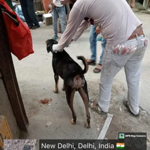 Rabies vaccination-402