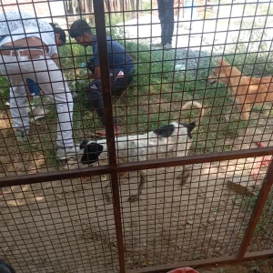 Rabies vaccination-365