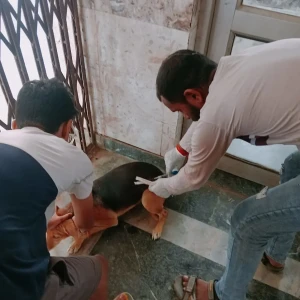 Rabies vaccination-533