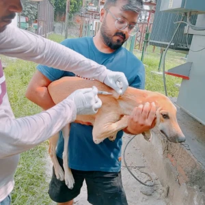 Rabies vaccination-360