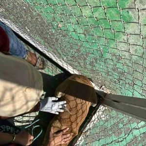 Rabies vaccination-436