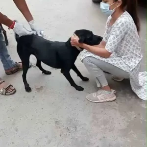 Rabies vaccination-645