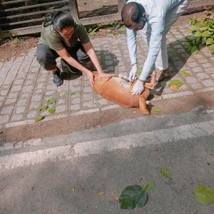 Rabies vaccination-507