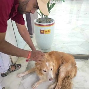 Rabies vaccination-302