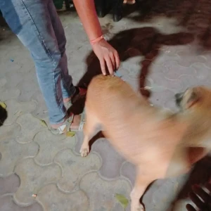 Rabies vaccination-461