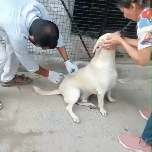 Rabies vaccination-652