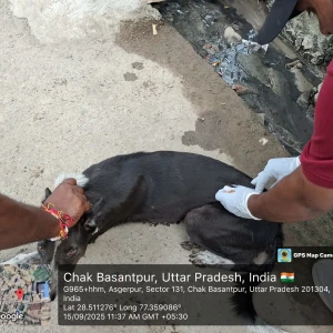 Rabies vaccination-382