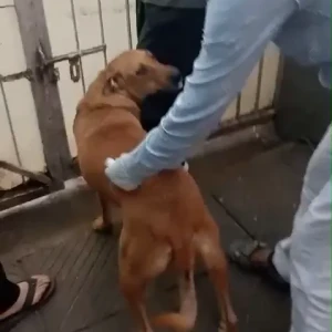 Rabies vaccination-625