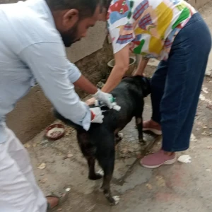 Rabies vaccination-486