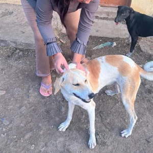 Rabies vaccination-584