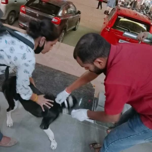 Rabies vaccination-453