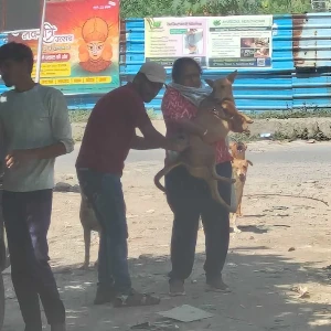 Rabies vaccination-437