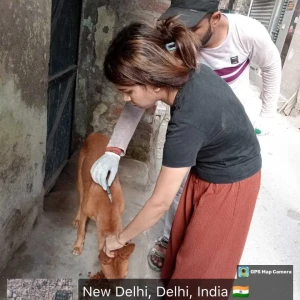 Rabies vaccination-416