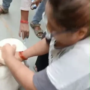 Rabies vaccination-629