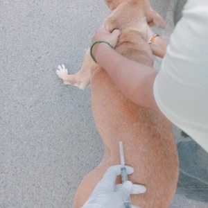 Rabies vaccination-451