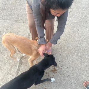 Rabies vaccination-566