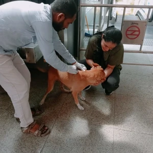 Rabies vaccination-504