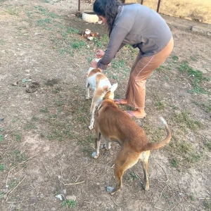 Rabies vaccination-579