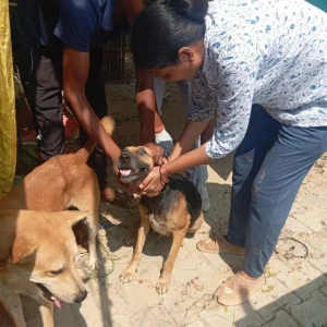 Rabies vaccination-362